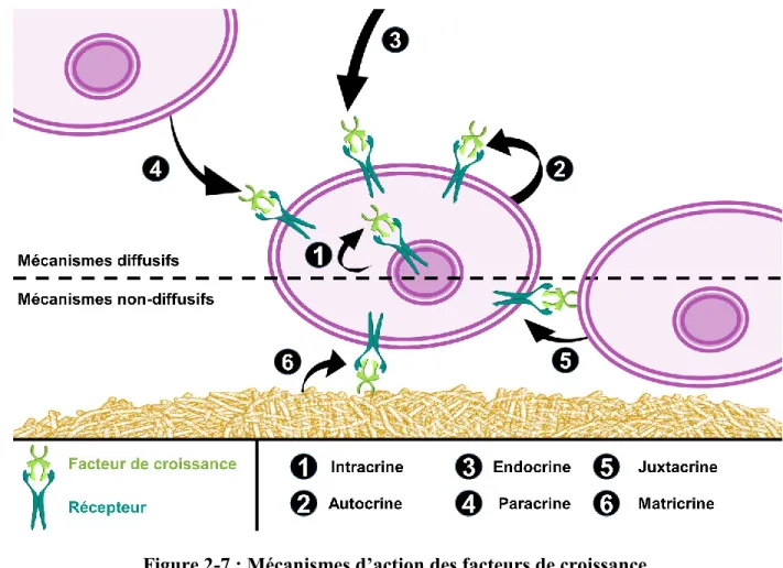 Figure 2-7 : Mécanismes d’action des facteurs de croissance.  Figure adaptée de (Ito, 2009)