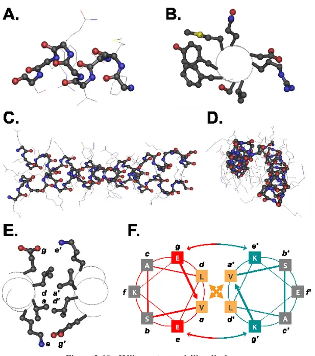 Figure 2-10 : Hélice α et superhélice dimère. 