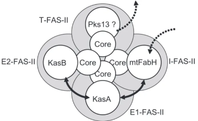 Fig. 6. Schematic representation of a model of interconnected spe-