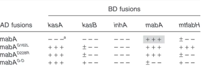 Table 2. Y2H analysis of MabA multimerization mutants.