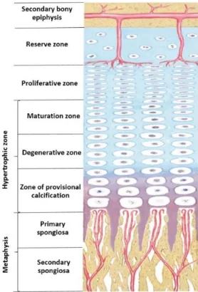 Figure  2.5  Typical section  of  a  growth  plate  showing  its  reserve,  proliferative  and hypertrophic  zones (Iannotti &amp; Parker, 2013) 