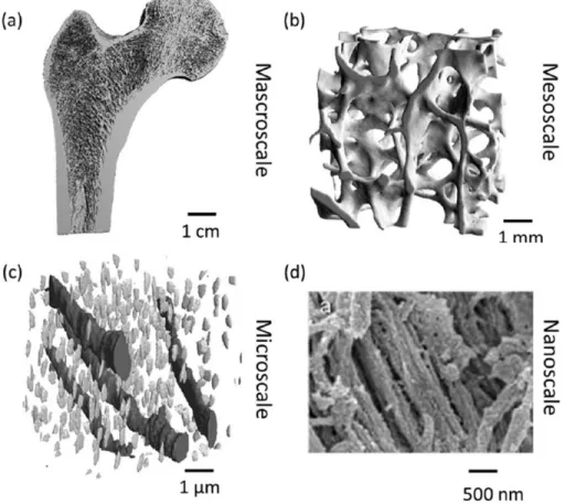 Figure 2.16 Schematic overview of the hierarchical levels of bone (Ruffoni &amp; Van Lenthe, 2017)