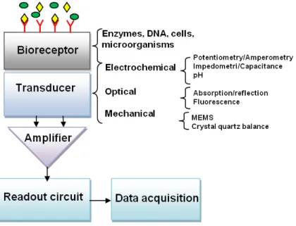 Figure 2.1: Simplified block diagram of a biosensor and its conversion schemes.