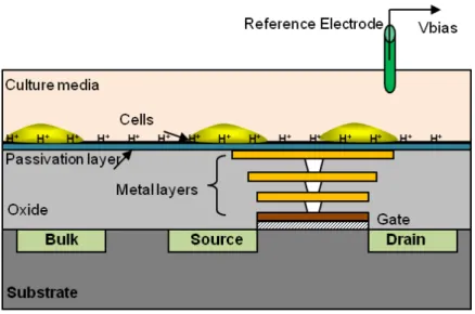 Figure 2.5: Schematic diagram of ISFET pH-sensor, the gate is connected to the pH-sensitive membrane by stacking metal layers.