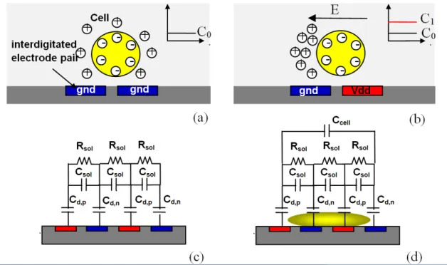 Figure 4.4: Cell-electrode interface (a) T=0 , no voltage applied to the sensing electrodes,( b) T=T1 , voltage applied to the electrodes, (c) Electrode-electrolyte equivalent circuit model when there is no cells, (d) Electrode –electrolyte model in the presence of cells.