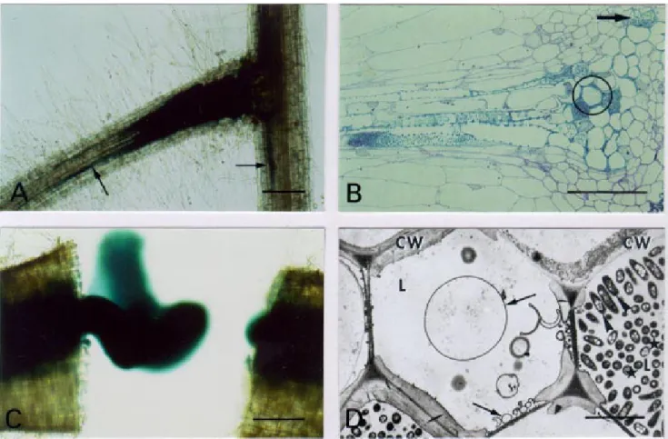 Fig. 3. Microscopy of tomato root infection and vascular colonization phenotype of the Ralstonia solanacearum prhJ mutant strain GMI1584
