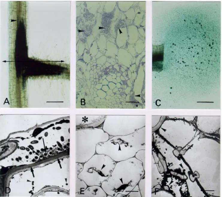 Fig. 5. Microscopy of tomato root infection and vascular colonization phenotypes of the Ralstonia solanacearum hrpG mutant strain GMI1583