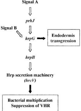 Fig. 6. Schematic representation of the hrp gene regulatory cascade and