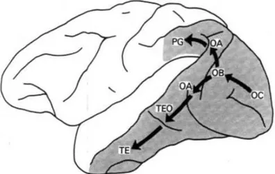 Figure 3. La voie ventrale, reliant le cortex visuel occipital au cortex inferotemporal antérieur, est supposée porter l'information de forme et d'identité des objets