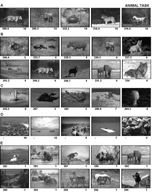 Figure 2. Examples of images presented in the &#34;animal&#34; categorisation task. Original images were presented in