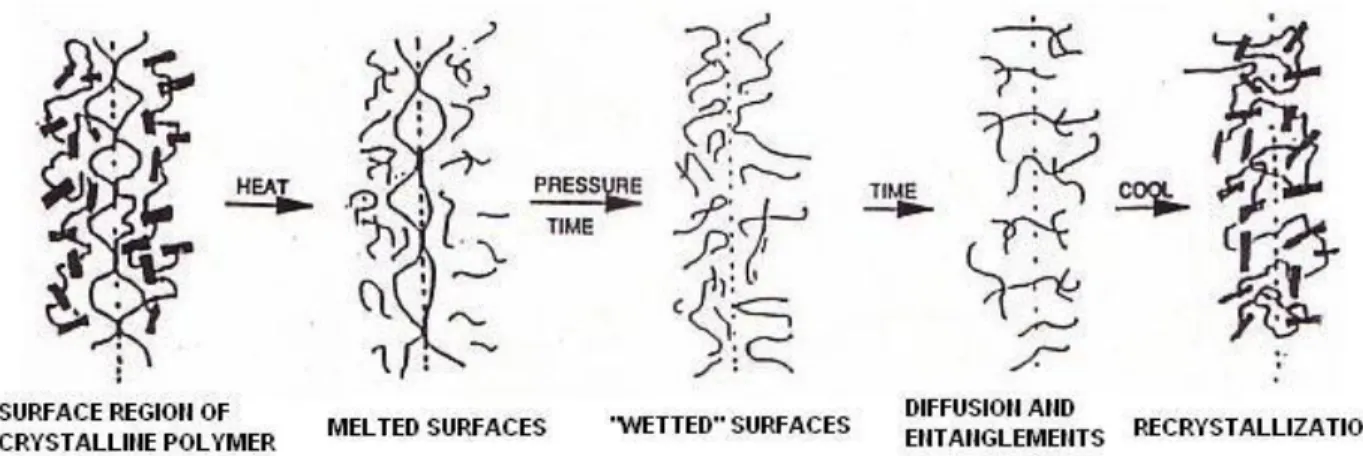 Figure  2-3 Molecular mechanisms involved in the heat sealing of two single-layer films (Stehling  and Meka, 1994) 