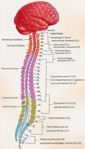 Figure 1.1: Outline of the spinal cord and the functions related to each level [1]. 