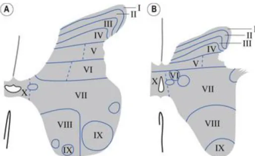 Figure 2.2: The 10 rexed laminae of the grey matter that separates it based on functionality (A)  for Cervical and (B) for Lumbar [9]