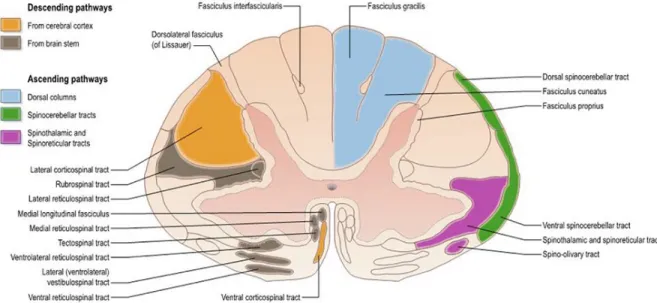 Figure 2.3: a) Ascending and descending white matter tracts of the human spinal cord at the  cervical level [3] b) Tracts of the human spinal cord from another source