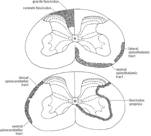 Figure 2.7: Overall major ascending white matter tracts found in the spinal cord [20]