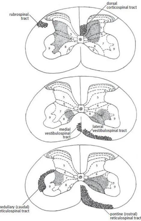 Figure 2.8: Overall major descending white matter tracts found in the spinal cord [35] 