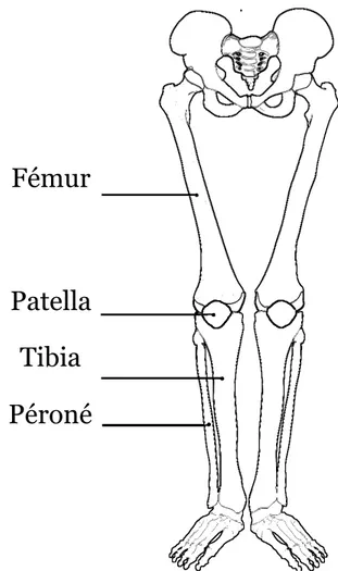 Figure 2.1 Description des os de l'articulation du genou 