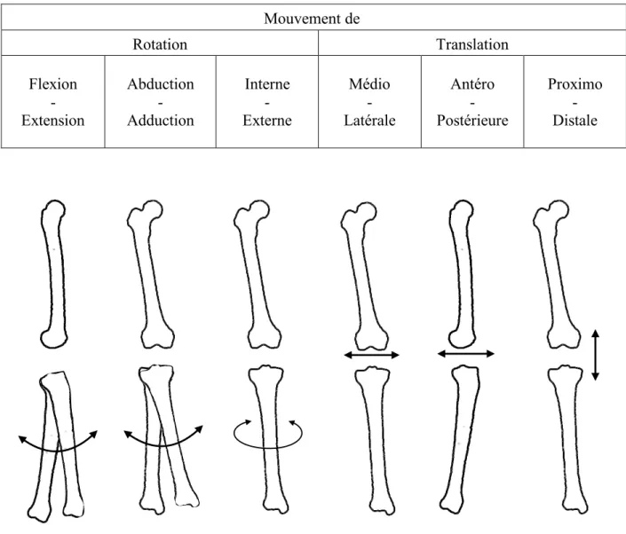 Figure 2.7 Illustration des degrés de liberté de l'articulation du genou 