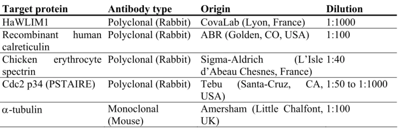 Table 1: List of antibodies tested for antibody penetration into plant protoplasts. 