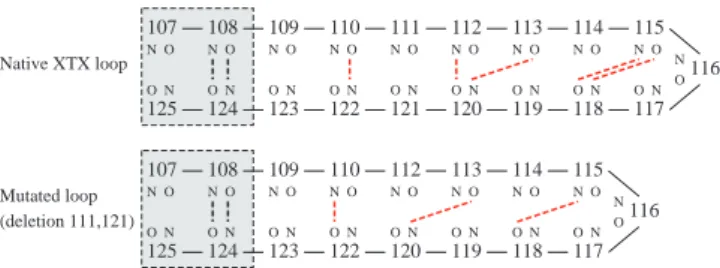 Fig. 6. HBN for the native/mutated loop of XTX. The HBN help to maintain the hairpin-like loop structure.