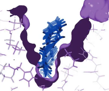 Fig. 7. Trajectory of a ligand ((R)-ph(Br)Et) accessing the active site of Burkholderia cepacia lipase.