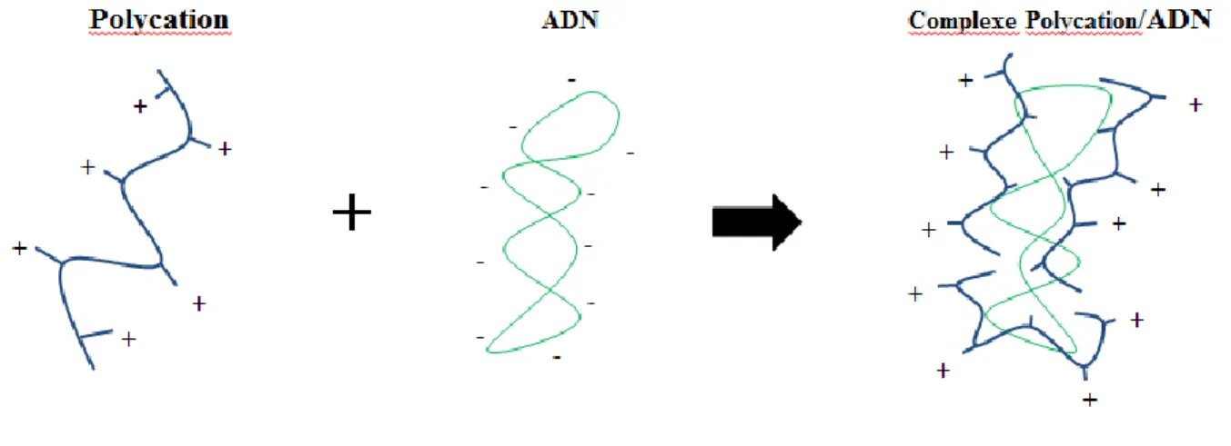 Figure 1. Formation des complexes 