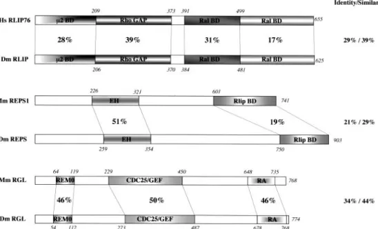 FIG. 1. Alignment of primary structures of RGL, RLIP, and REPS in humans (Hs) (RLIP76), mice (Mm) (RGL and REPS1), and Drosophila (Dm)
