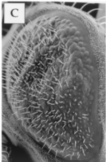 FIG. 5. Effects of RAL exchange factor RGL on eye development. Adult compound eyes from GMR-Gal4/⫹ (A and D), GMR-Gal4/⫹ UAS-Rgl1-CAAX/⫹ (B and E), and GMR-Gal4/⫹-UAS-Rgl2-CAAX/⫹ (C and F) flies were examined by scanning electron microscopy