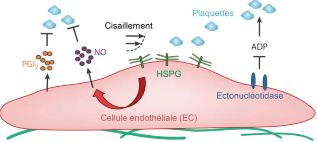 Figure  2-3  :  Régulation  de  l’adhésion  et  de  l’activation  plaquettaire  par  les  cellules  endothéliales (adapté de (Li &amp; Henry, 2011))