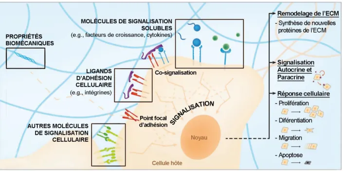 Figure 2-5 : Environnement extracellulaire et multiples signaux biomoléculaires (Rice et al.,  2013)