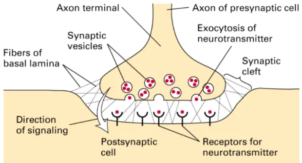 Figure 2.4 A chemical synapse (Lodish et al., 2000).
