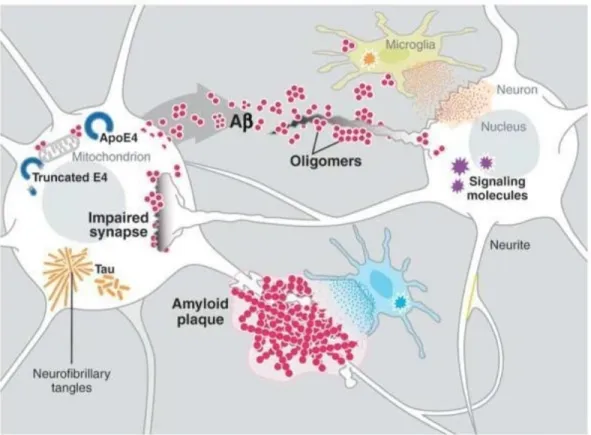 Figure 2.5 Example of key players in the pathogenesis of Alzheimer’s disease (Roberson and Mucke, 2013).