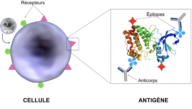 Figure 2.2 Schéma d’une cellule présentant des antigènes comportant des épitopes différents.