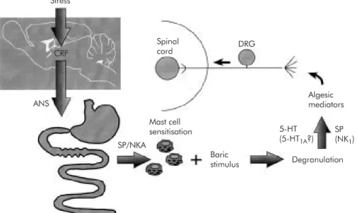 Figure 2 Pathways, structures, and mediators involved in stress induced hyperalgesia to visceral (rectal) mechanical stimulus