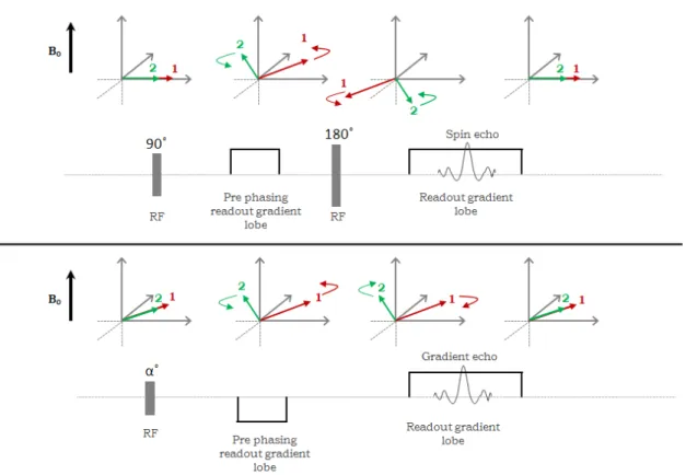 Figure 2-3: Rephasing mechanism in spin echo sequence (top) and gradient echo sequence  (bottom) using RF pulses and magnetic gradients