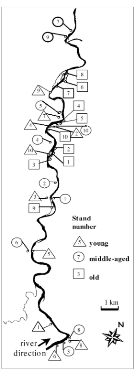 Figure 1. Locations of the young, middle-aged and old P. nigra stands sampled along the River Garonne study reach