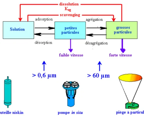 Figure 1 : Schéma conceptuel des flux de thorium entre le dissous et les particules mesurés à l’aide de différents instruments
