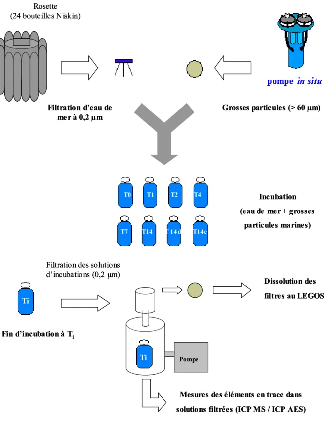 Figure 4: Protocole expérimental des incubations in vitro dans l’océan AustralRosette (24 bouteilles Niskin)T0         T1          T2         T4        T7           T14          T 14 d          T14cT0         T1          T2         T4        T7           T14          T 14 d          T14cTiTiTiTiFiltration d’eau de me r à 0,2 µm Grosses particules (> 60 µm)Incubation(eau de mer + grosses 