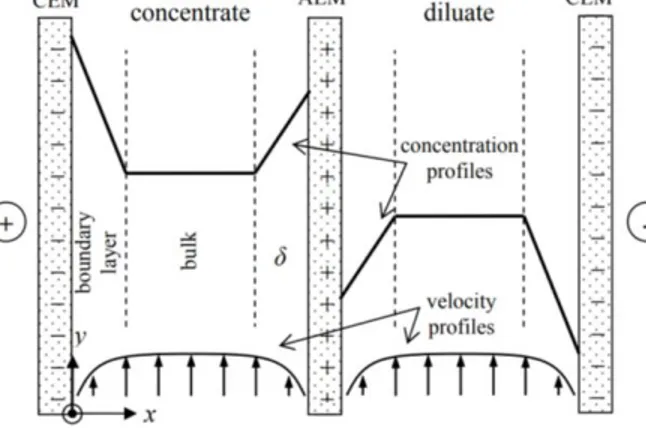 Figure 2-4 - Profils de vitesse et de concentration dans la cellule d'ED 