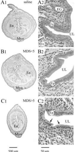 Fig. 1. Variation of myeloperoxidase (MPO) activity in the uterus (A) and colon (B) from proestrus to diestrus stages of the sexual cycle in healthy rats
