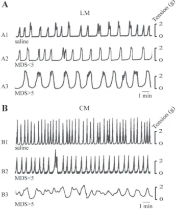 Fig. 4. Representative recordings of spontaneous contractions in the longitu- longitu-dinal (LM; A) and circular (CM; B) muscle layers of rat uterus 4 days after intracolonic instillation of saline (A1 and B1) or TNBS and showing moderate (A2 and B2) or severe colon damage (A3 and B3).