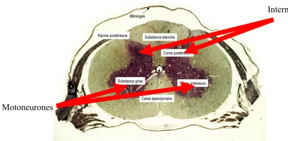 Figure 1.4 : Coupe histologique de la moelle épinière. Tirée de mediatheque.parisdescartes.fr