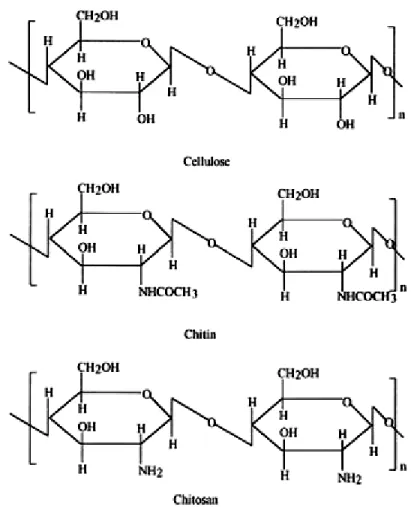 Figure 2-1: Chemical structure of cellulose, chitin and chitosan (Kumar 2000).  