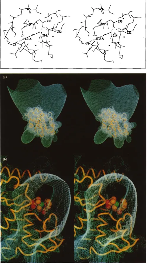 Fig.  1.  Stereoview  of  the  environment around  Asp214.  The  interaction  between Asp214  and  Asp233  and  the  salt  bridge between  Arg222  and  Asp233  are  both shown  with  dashed  lines  as  well  as  the distance  between  the  active  site  Ly