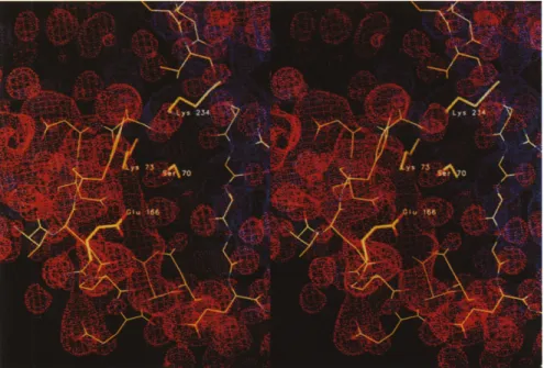 Fig.  3. Bipolar  distribution  of the  electro- electro-static  potential  in  the  area  of  the   sub-strate-binding site