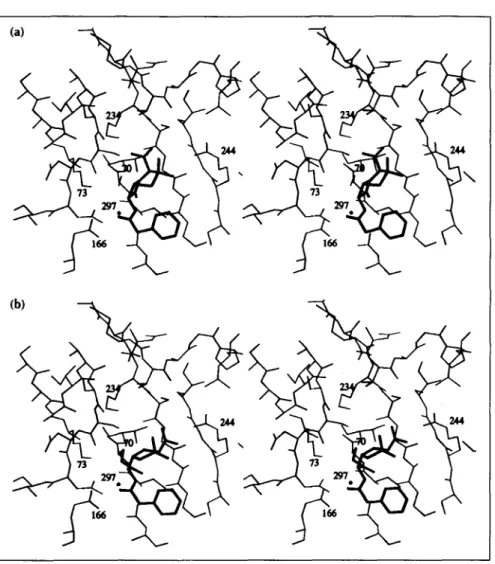 Fig.  4. Stereoviews  of  the  Pen  G  sub- sub-strate  (thick  lines)  and  the  catalytic  site of TEM1  (thin  lines)  (a) in the  Michaelis complex  and  (b)  in  the  acyl-enzyme complex