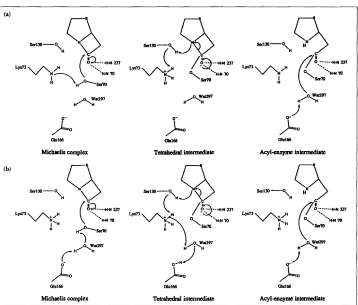 Fig.  5.  Schematic  representation  of the  two acylation  reactions.  (a) In the WT  enzyme  where  Lys73  is unprotonated  in the free  enzyme [8]