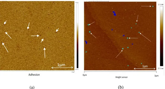 Figure 4-3  (a) AFM image of NPs constitute of SPIONs @PEG (b) AFM image of SPIONs@ PEG NPs  for statistical measurement by the light blue spots defined 