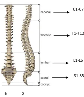 Figure 1.1: a) Frontal and b) sagittal views of the spine and its principal sections.  