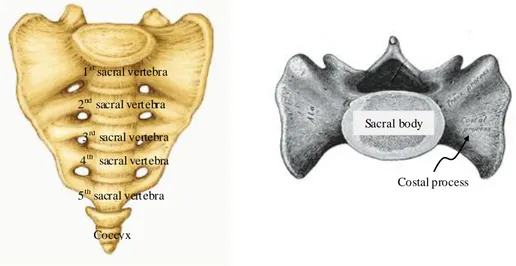 Figure  1.6:  The  sacrum  anterior  and  top  views  (Gray’s  anatomy  20 th   edition),  Consulted  on January 2012 from http://www.bartleby.com/107/24.html